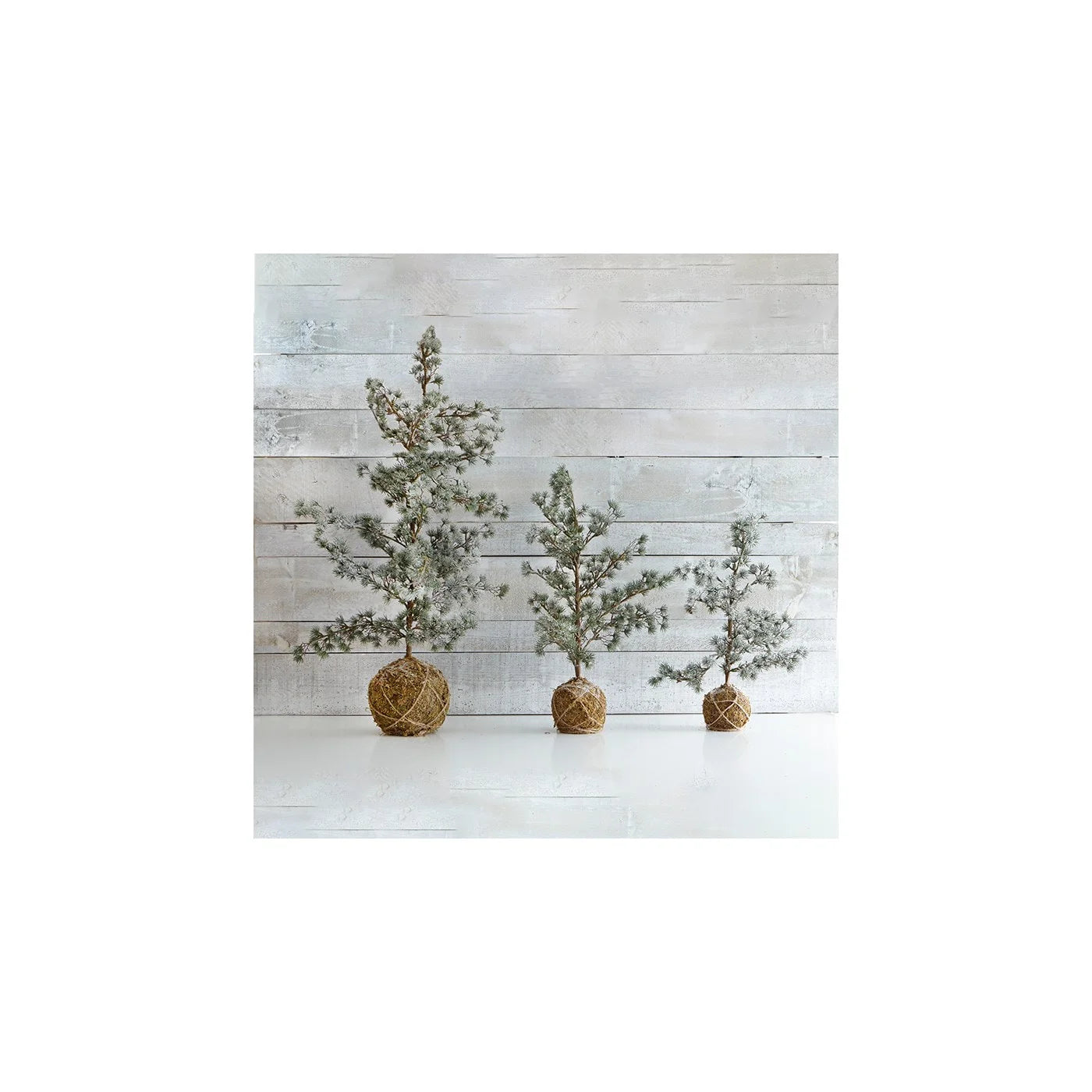 Frosted Elm Tree Small Green