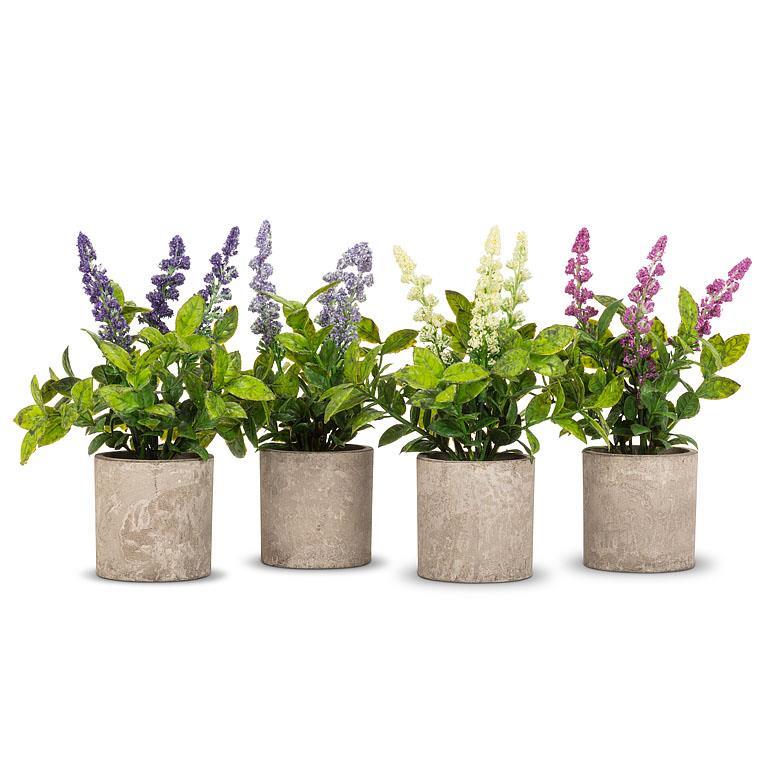 Spiky Flowering Plant in Pot