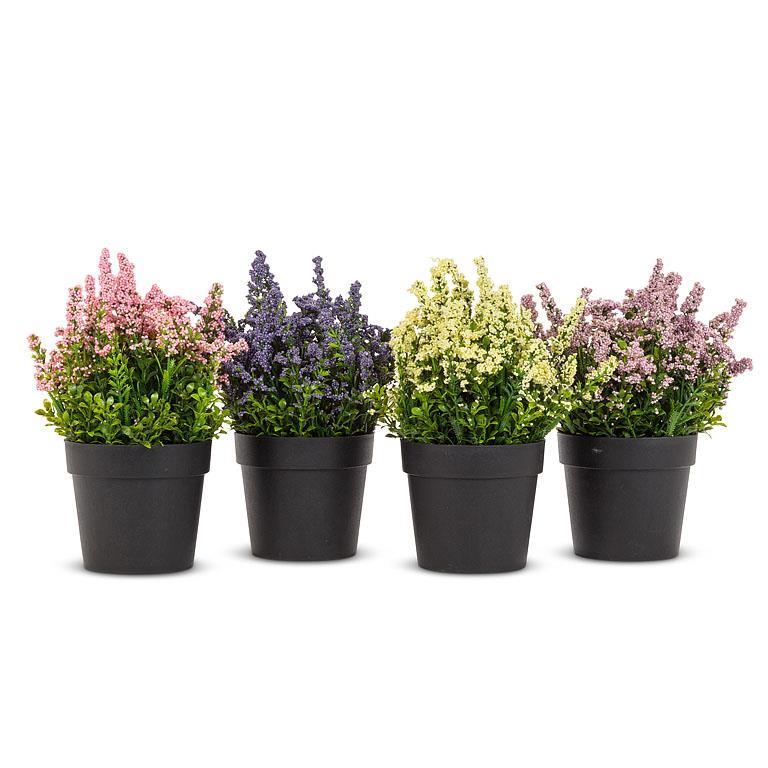 Lavender Plant in Pot