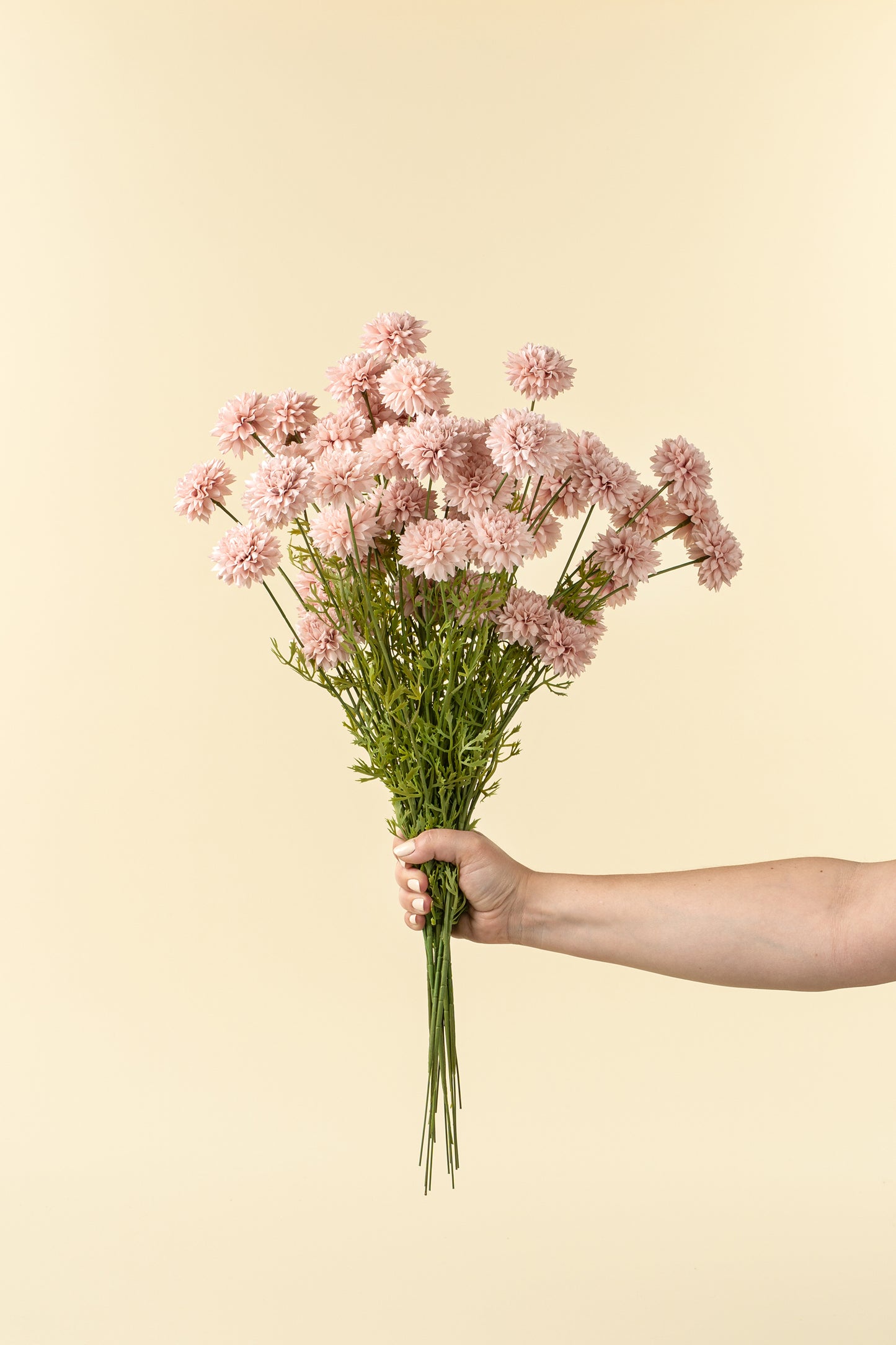 Mini Pink Chrysanthemum