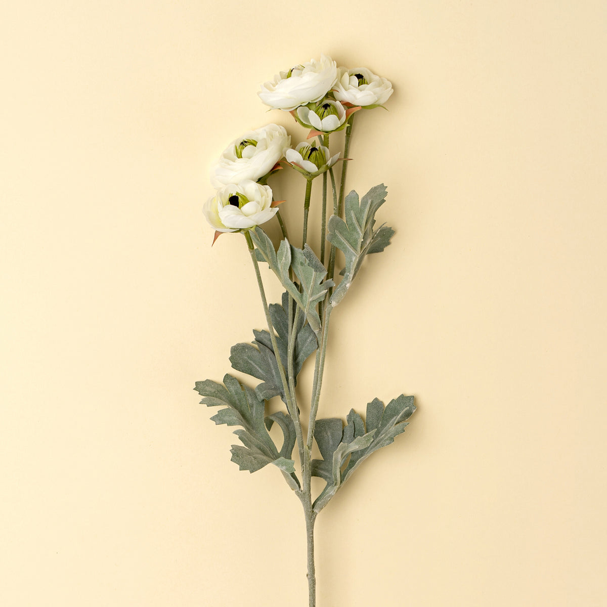White Ranunculus Spray