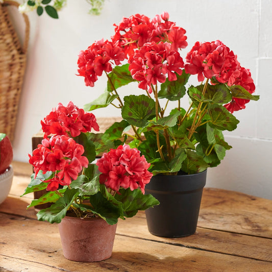 12" Potted Geranium Bush