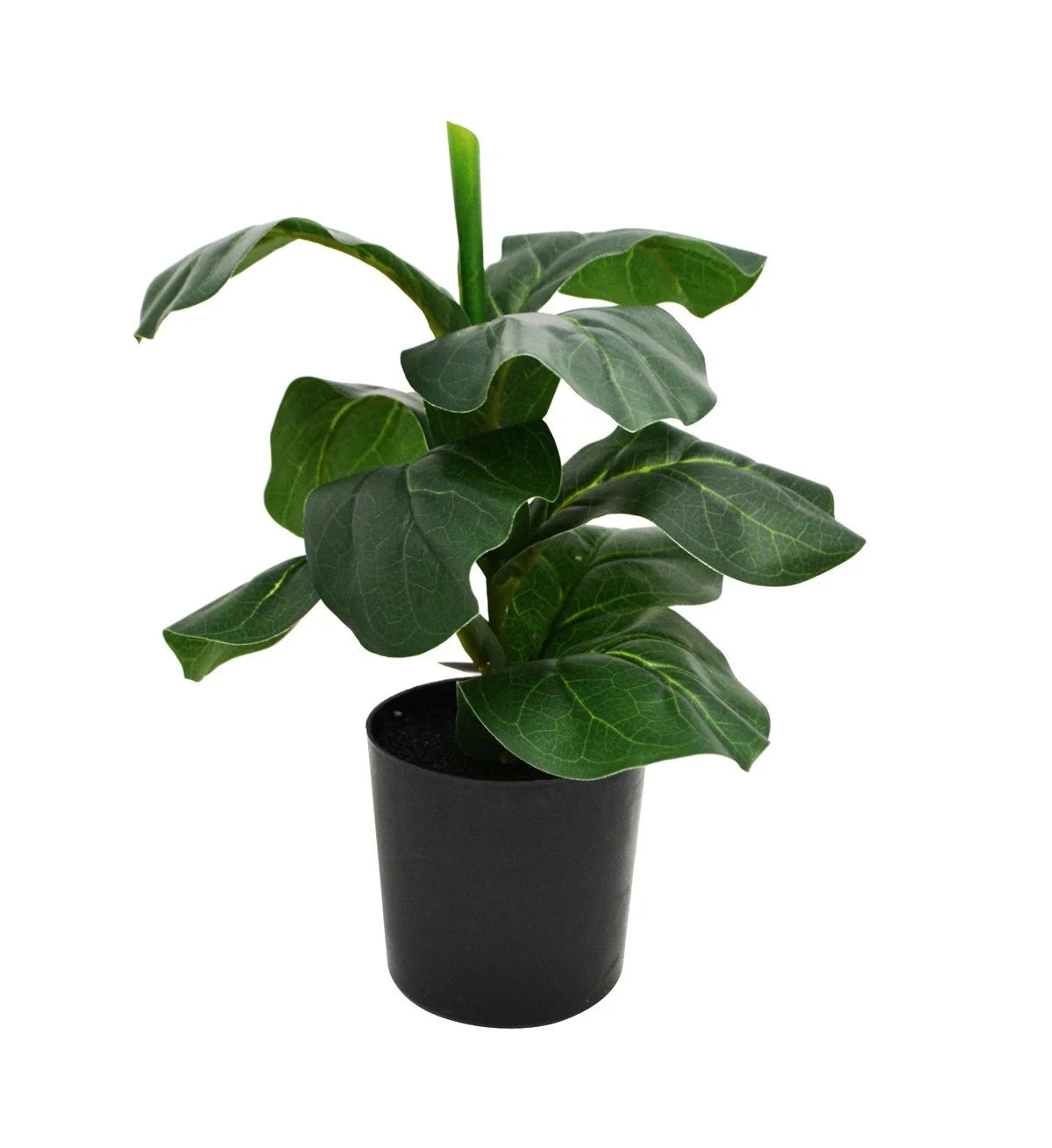 Plant Ficus