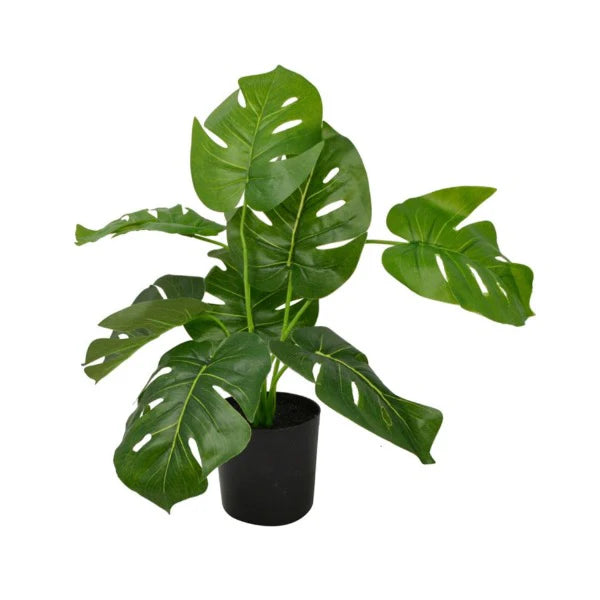 Plant Monstera