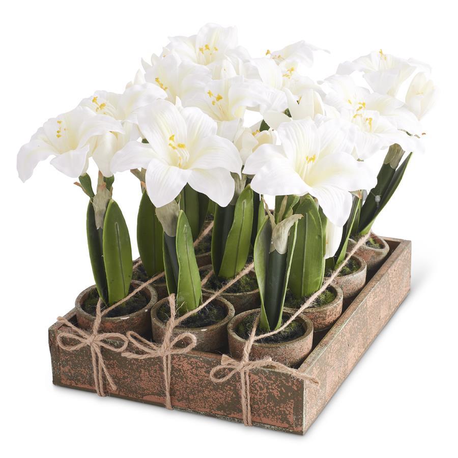 Potted White Amaryllis