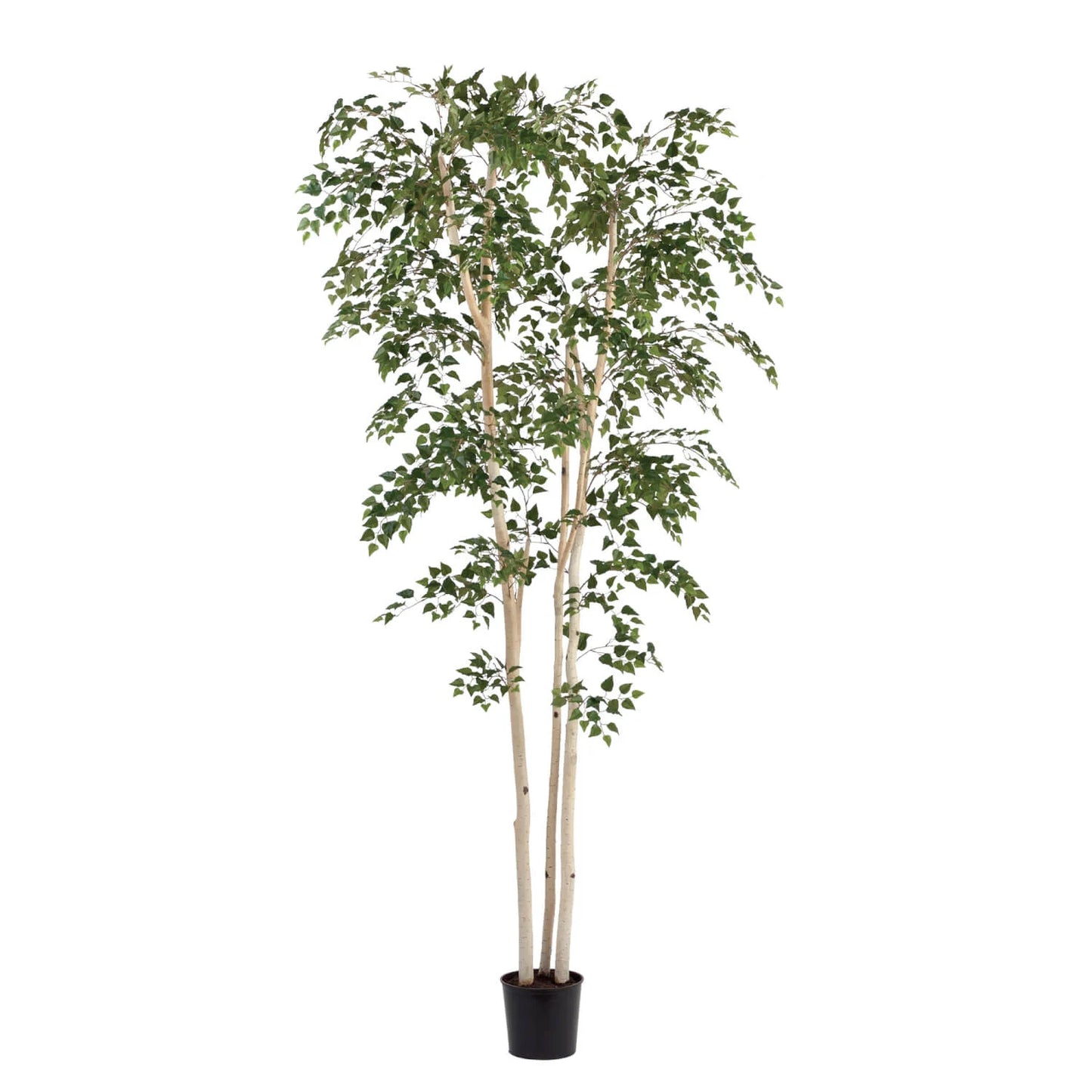 8ft Birch Tree