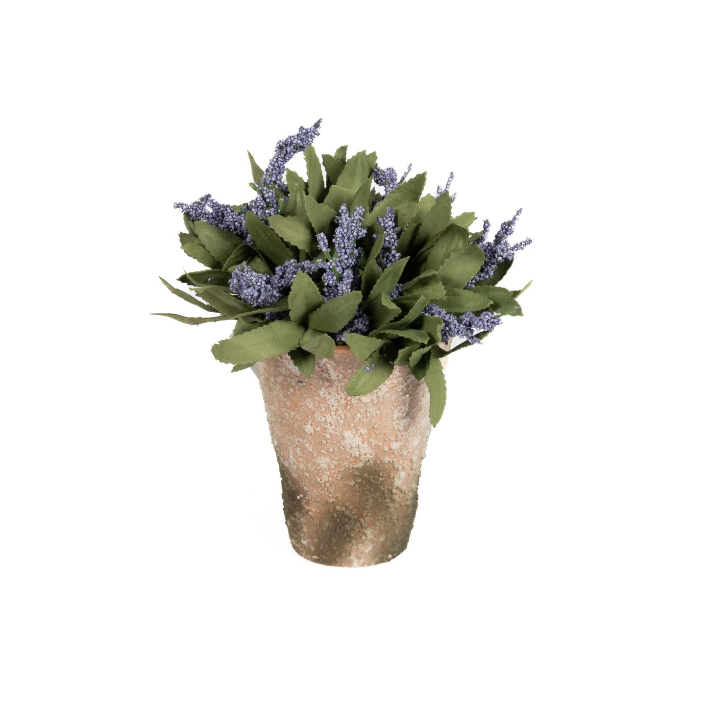 Potted Lavender Bloom Purple