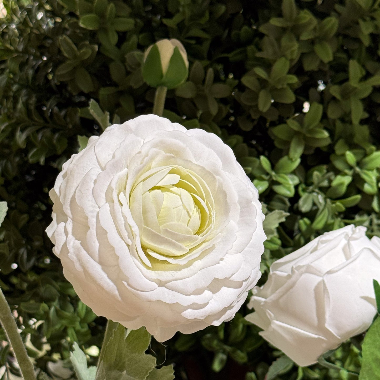 Real Touch Ranunculus - White - 19 Inch