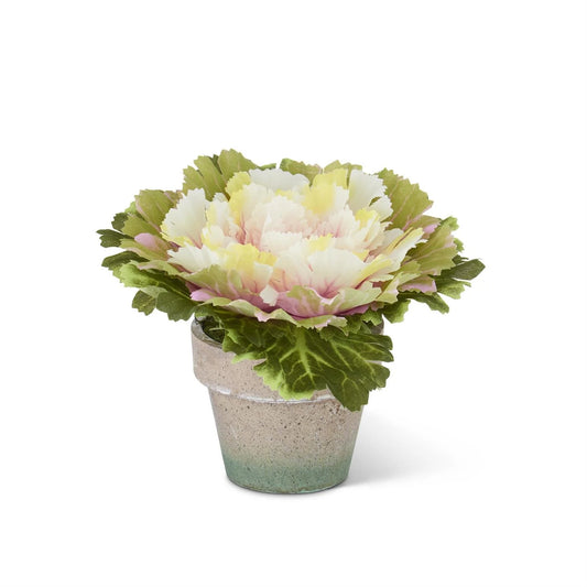 Potted Cabbage Pink 6"