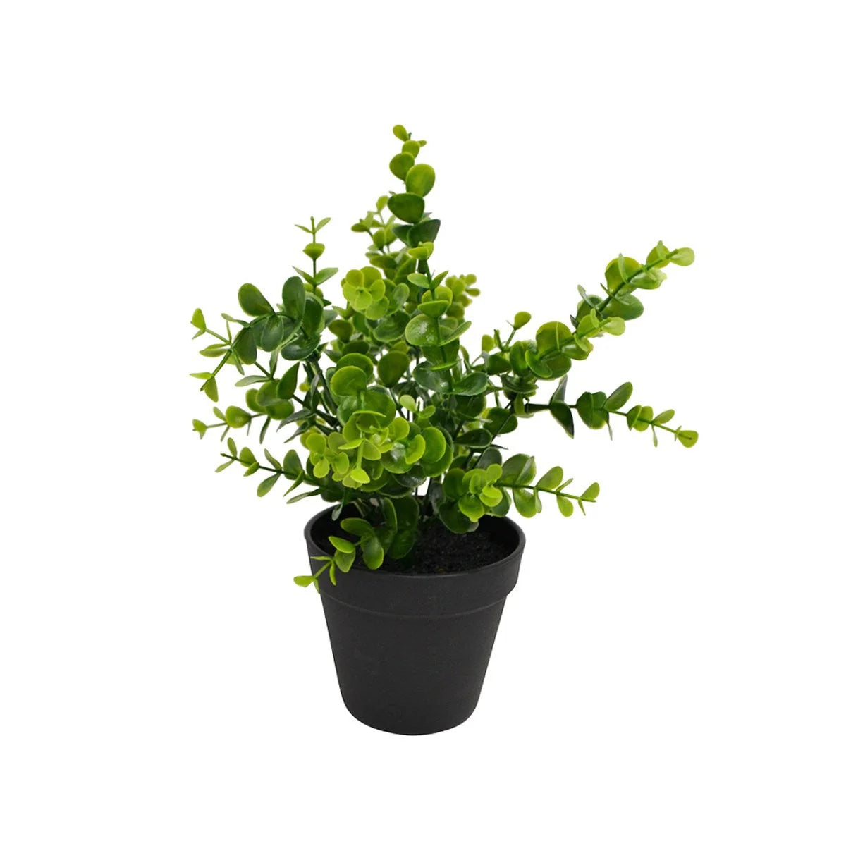 Eucalyptus Plant in Black Pot