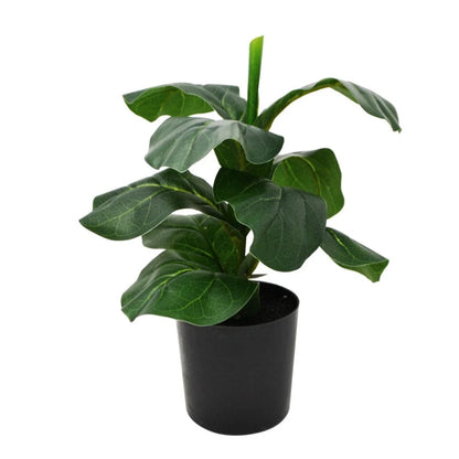 Plant Ficus