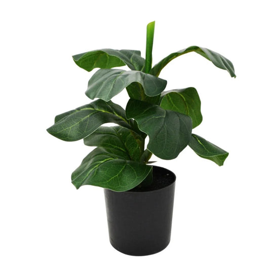 Plant Ficus