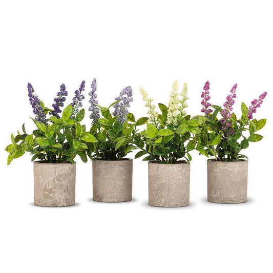 Spiky Flowering Plant in Pot