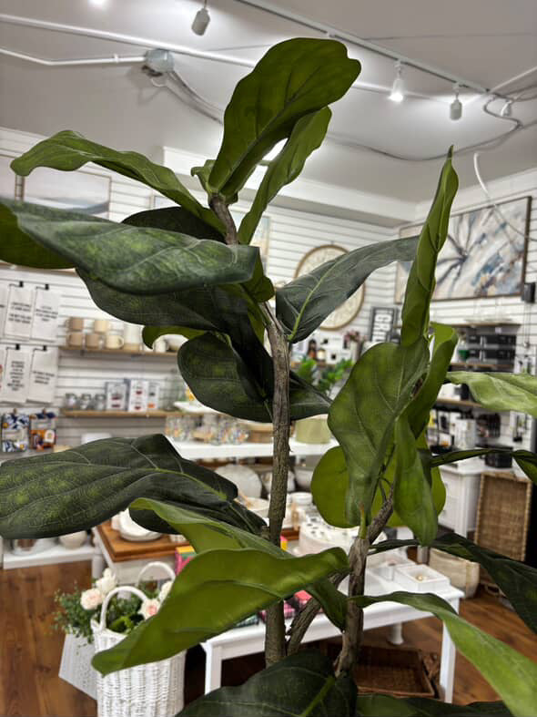 Potted Fiddle Leaf Fig Tree