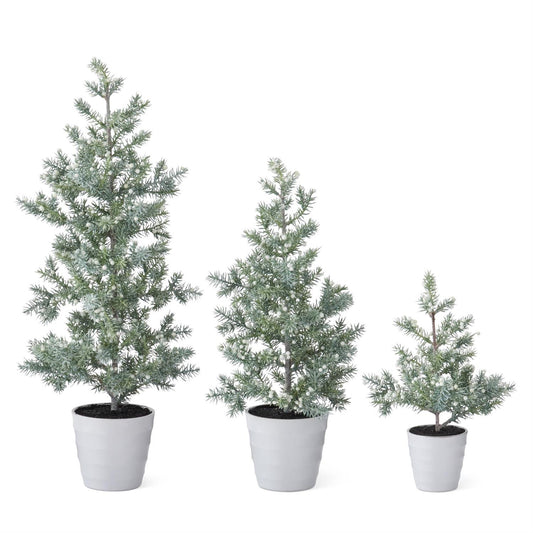 Juniper Tree with White Berries In White Ribbed Pot