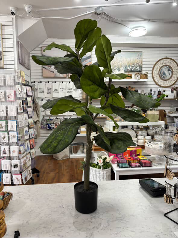 Potted Fiddle Leaf Fig Tree