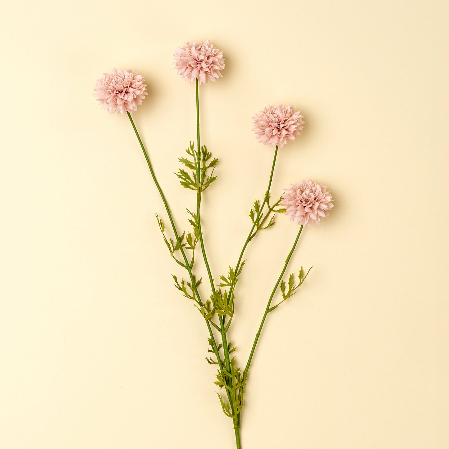 Mini Pink Chrysanthemum