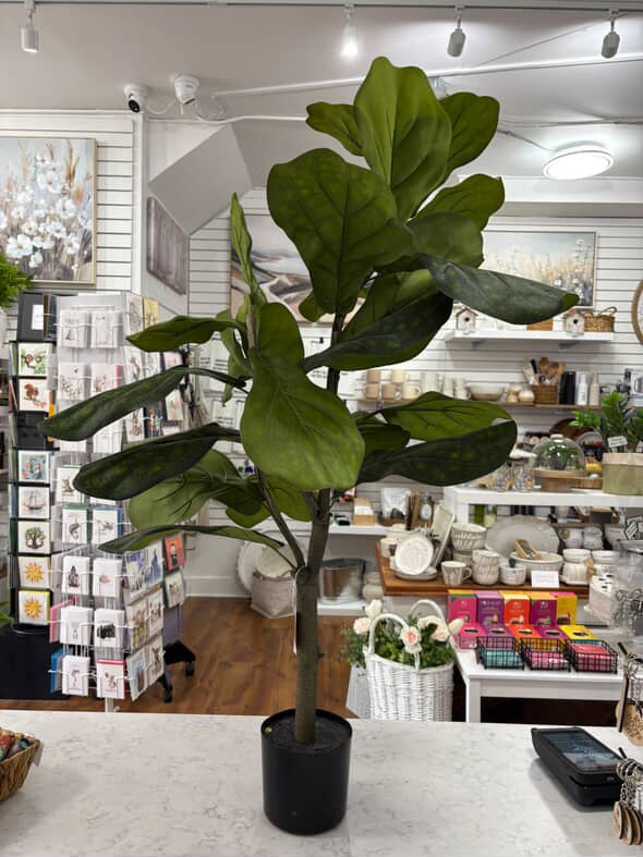 Potted Fiddle Leaf Fig Tree