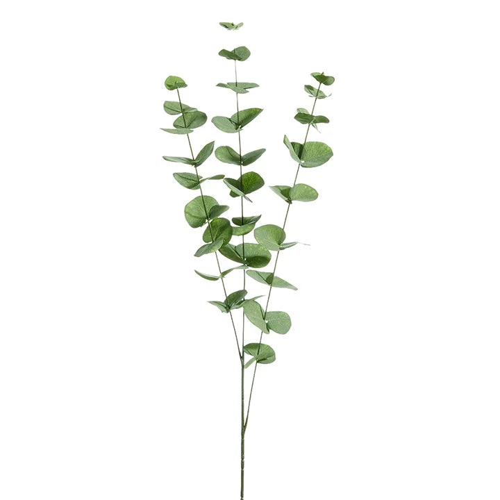 Eucalyptus Spray
