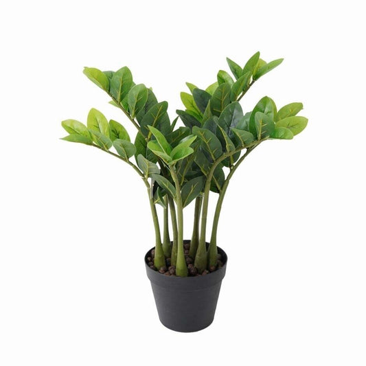 ZZ Plant
