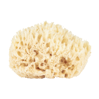 Wool Sponge Boxed Small