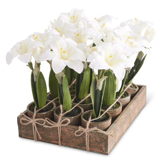 Potted White Amaryllis