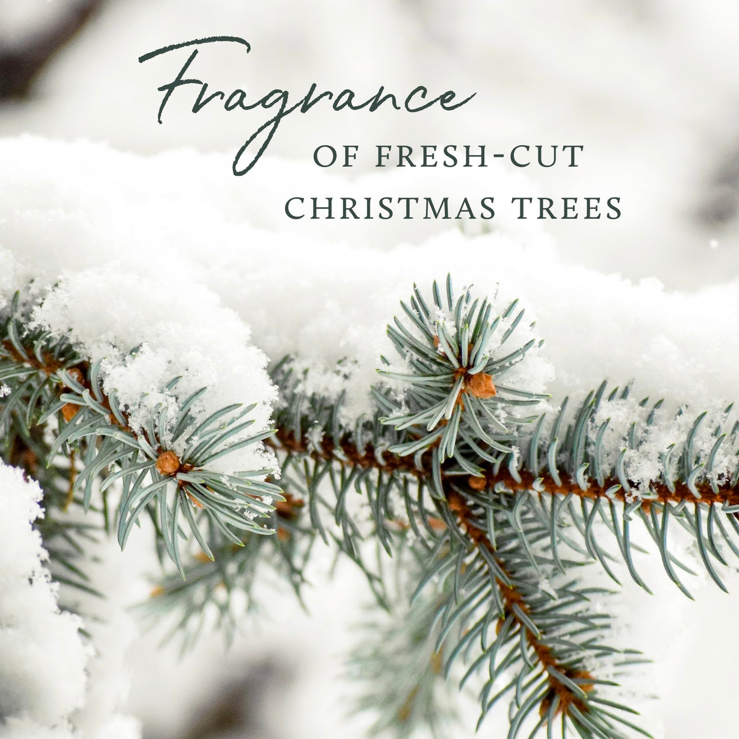 Frasier Fir Dishwashing Liquid