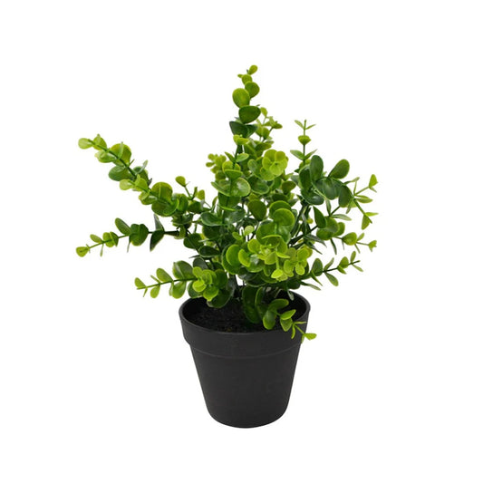 Eucalyptus Plant in Black Pot