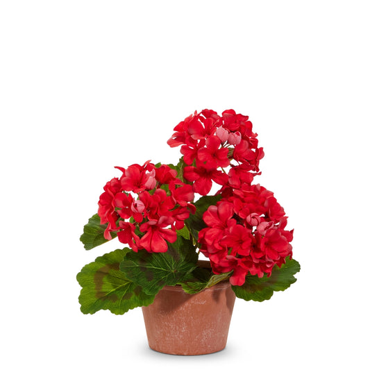 12" Potted Geranium Bush