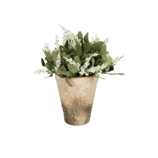 Potted Lavender Bloom White