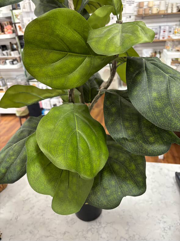 Potted Fiddle Leaf Fig Tree