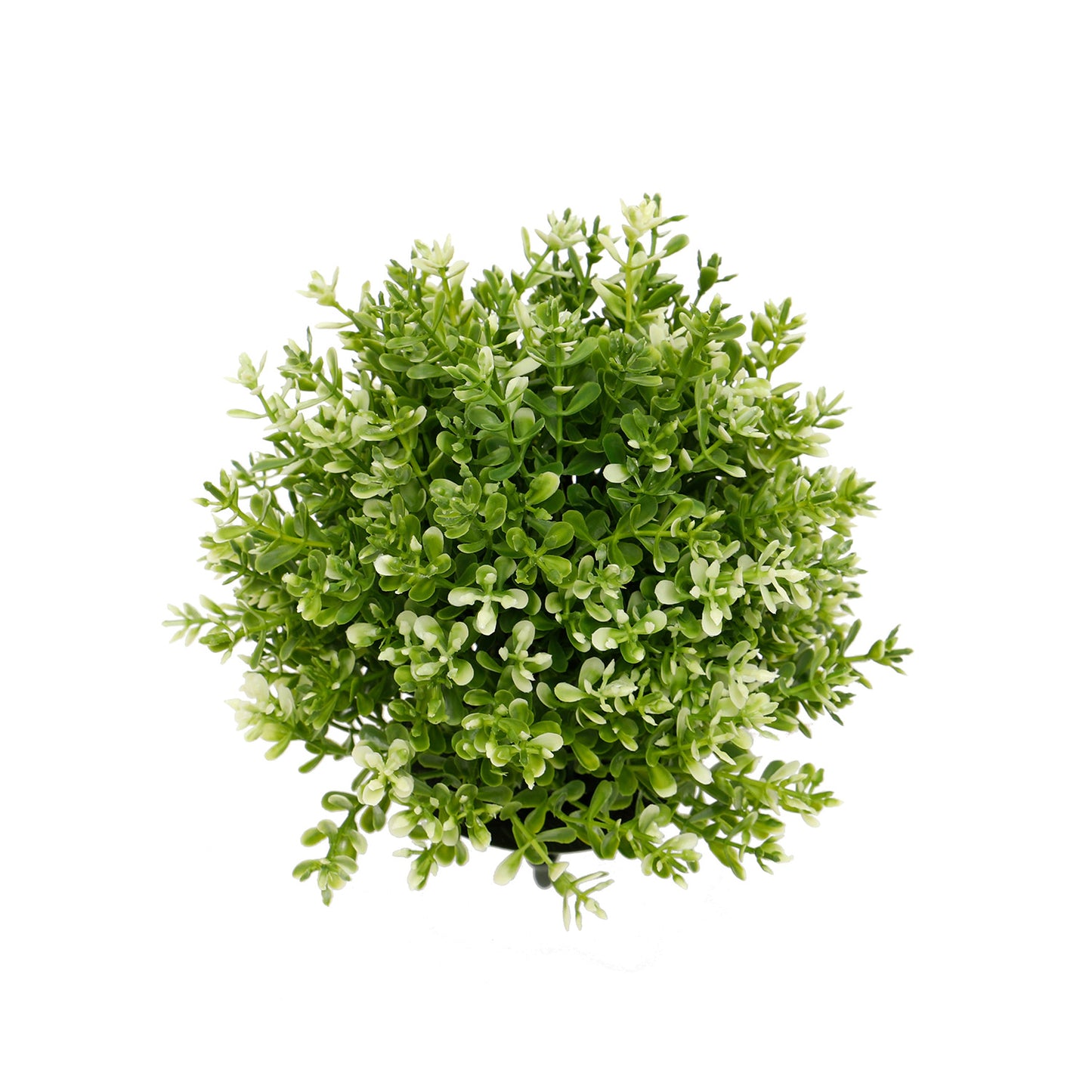 Boxwood Ball Dome