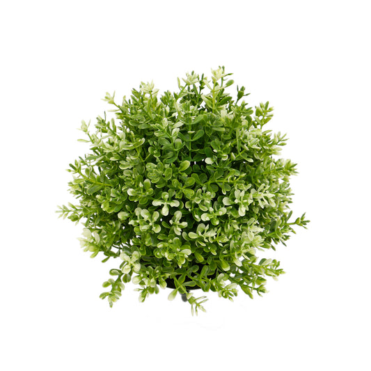 Boxwood Ball Dome