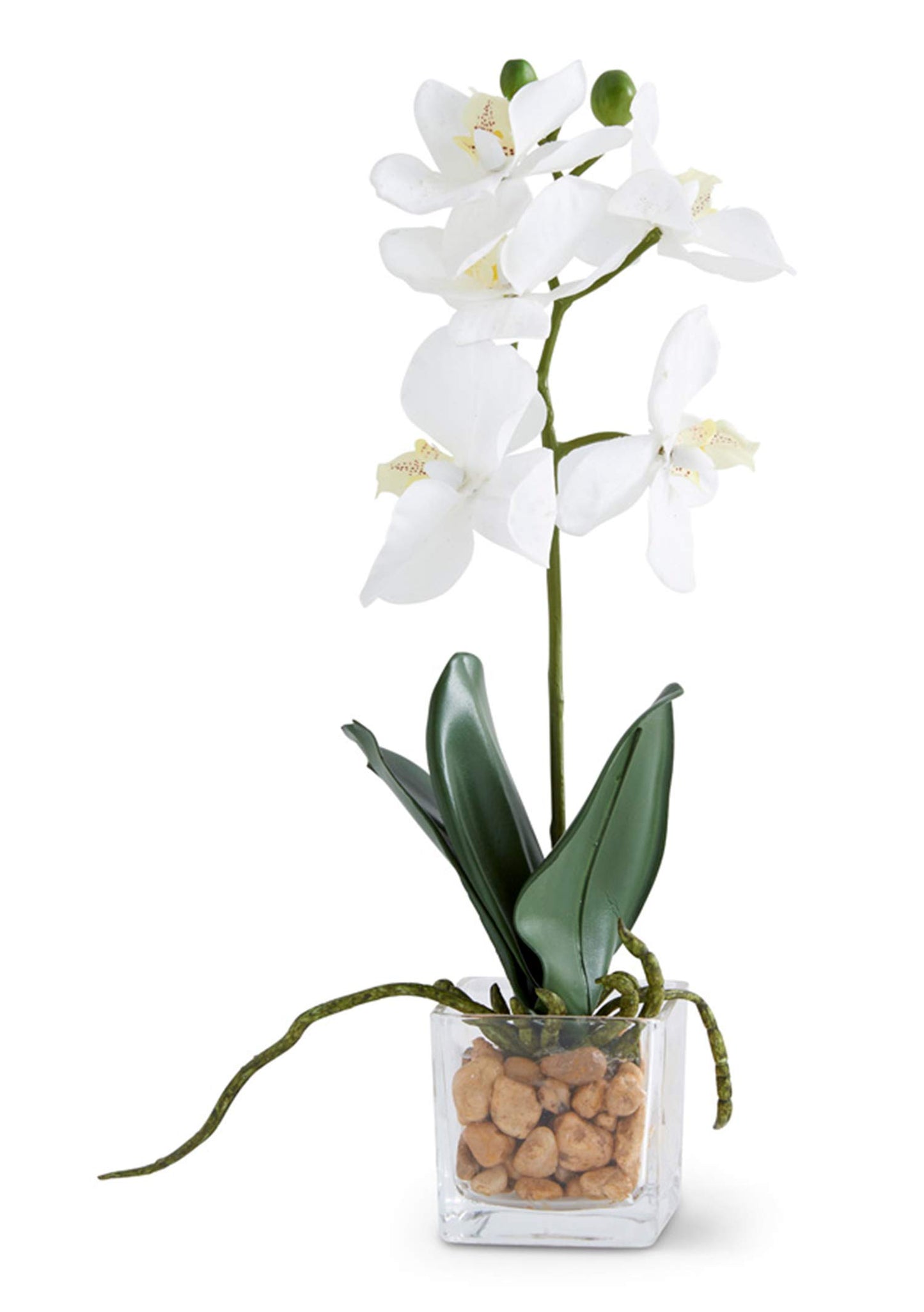 11” White Orchid In Glass