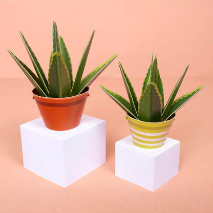 Aloe Vera Paper Plant Kit