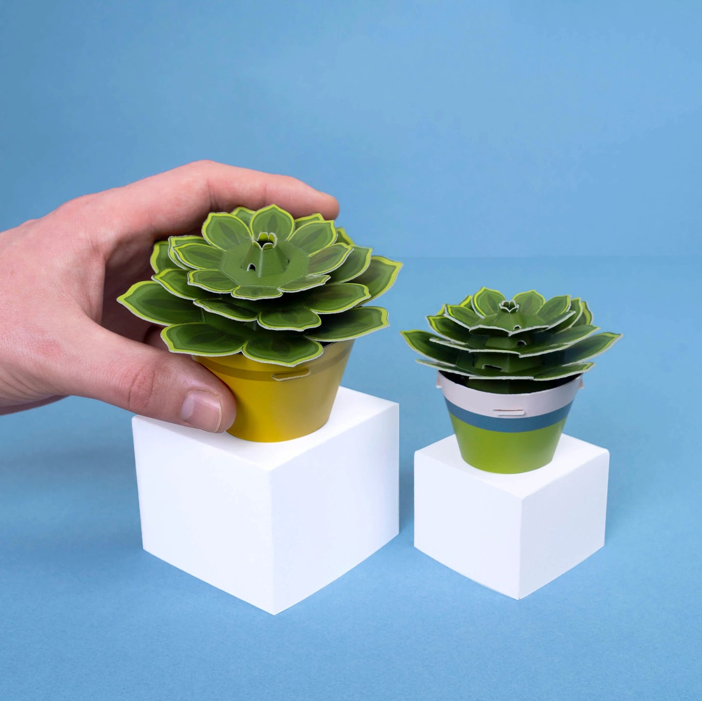 Soothing Succulent Paper Plant Kit