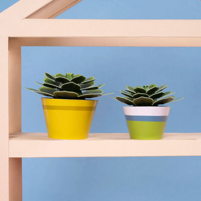 Soothing Succulent Paper Plant Kit